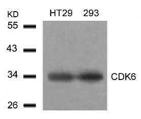 CDK6 (Ab 24) Antibody
