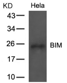 BIM (Ab 69) Antibody