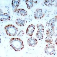 BIM (Ab 69) Antibody