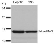 Histone H2A.X (Ab 139) Antibody