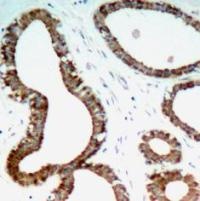 14 3 3 zeta (Ab 58) Antibody