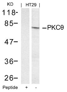 PKCtheta (Ab 695) Antibody