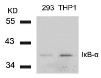 IkB a (Ab 42) Antibody