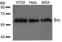 Src (Ab 529) Antibody