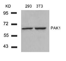 PAK1 (Ab 212) Antibody
