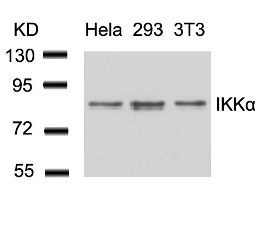 IKK a (Ab 23) Antibody