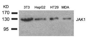 JAK1 (Ab 1022) Antibody