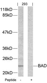 BAD (Ab 155) Antibody