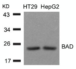 BAD (Ab 136) Antibody