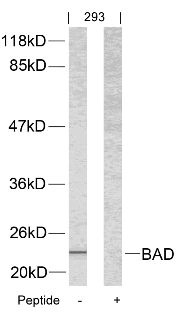 BAD (Ab 112) Antibody
