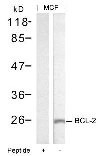 BCL 2 (Ab 70) Antibody