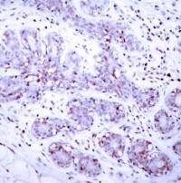 STAT4 (Ab 693) Antibody