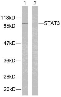 STAT3 (Ab 705) Antibody