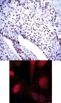 STAT3 (Ab 705) Antibody