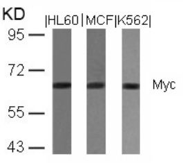 Myc (Ab 358) Antibody