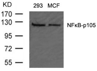 NFkB p105 / p50 (Ab 907) Antibody