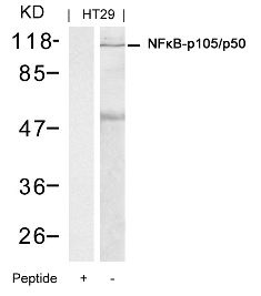 NFkB p105 / p50 (Ab 337) Antibody