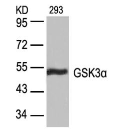 GSK3a (Ab 21) Antibody