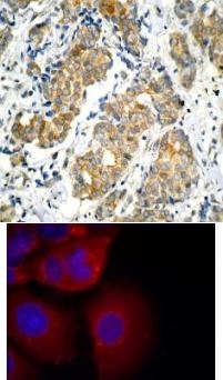 GSK3a (Ab 21) Antibody