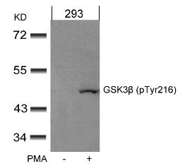 GSK3beta (phospho Tyr216) Antibody