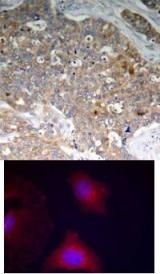 GSK3beta (phospho Tyr216) Antibody