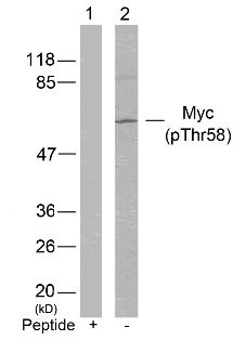 Myc (phospho Thr58) Antibody