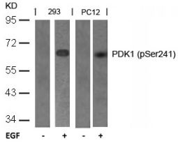 PDK1 (phospho Ser241) Antibody