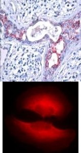 GSK3beta (phospho Ser9) Antibody