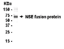 ENO1 Antibody