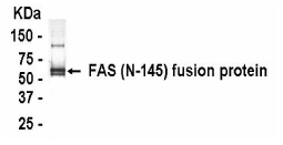 FAS Antibody