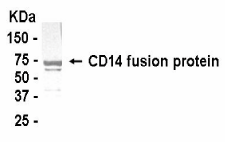 CD14 Antibody