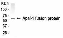 APAF1 Antibody