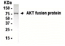 AKT1 Antibody