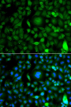 DPF1 Antibody