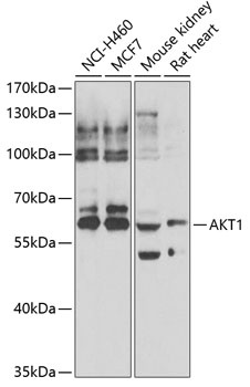 AKT1 Antibody