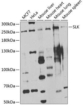 SLK Antibody