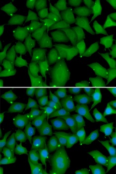 BCL2L15 Antibody