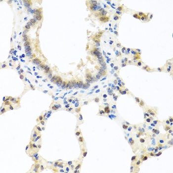 DEDD Antibody