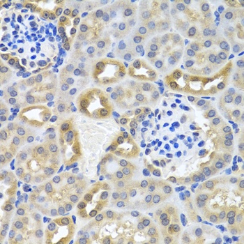 DEDD Antibody