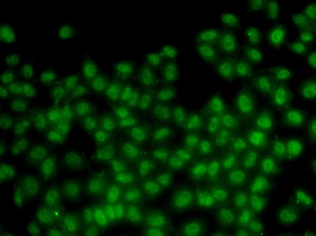 ID3 Antibody