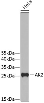 AK2 Antibody