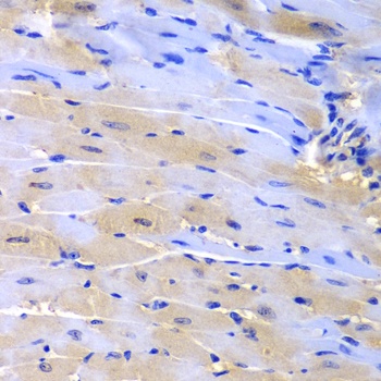 CUL2 Antibody