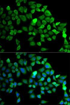 CUL2 Antibody