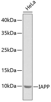 IAPP Antibody