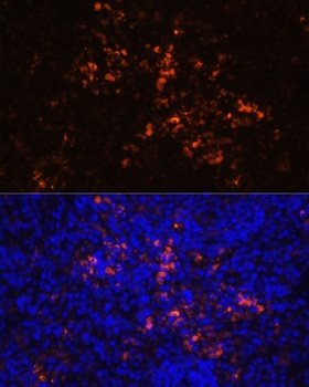 CD70 Antibody