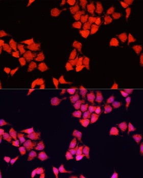 FXR1 Antibody