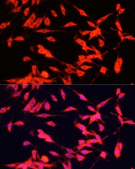 FXR1 Antibody