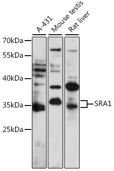 SRA1 Antibody