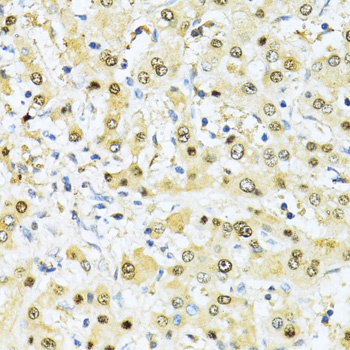ITGB3BP Antibody