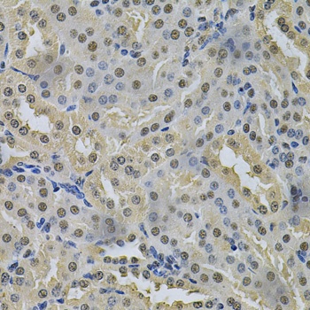 NRF1 Antibody